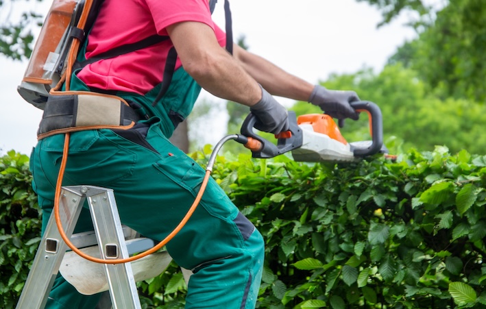 Gärtner beim Heckenschnitt Dienstleistungen Garten